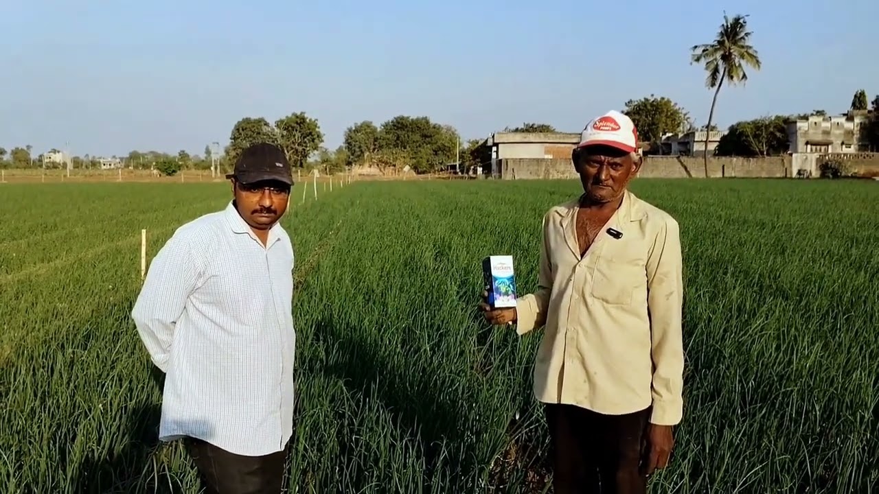 ||ડુંગળી ના પાકમાં આ દવા નો ઉપયોગ કરવો જ જોઈએ|| (કારણ જાણો આ વિડિયો માં)