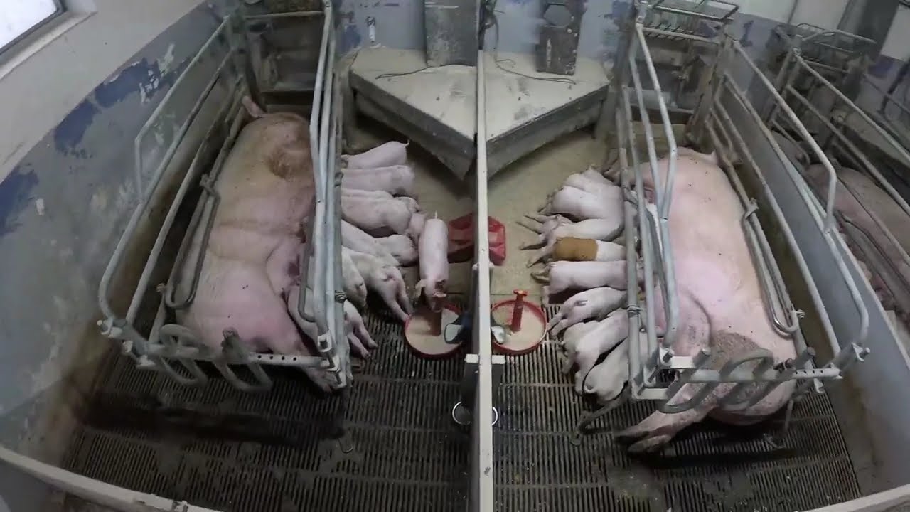 En arbejdsdag i GRISE STALDEN 62🐖 - 