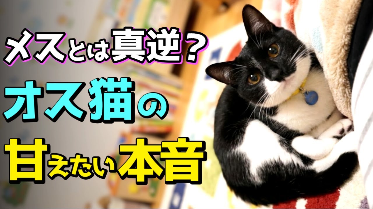 実は「かまってちゃん」？オス猫の重たすぎる愛がヤバい…誤解しないでほしい12の本音