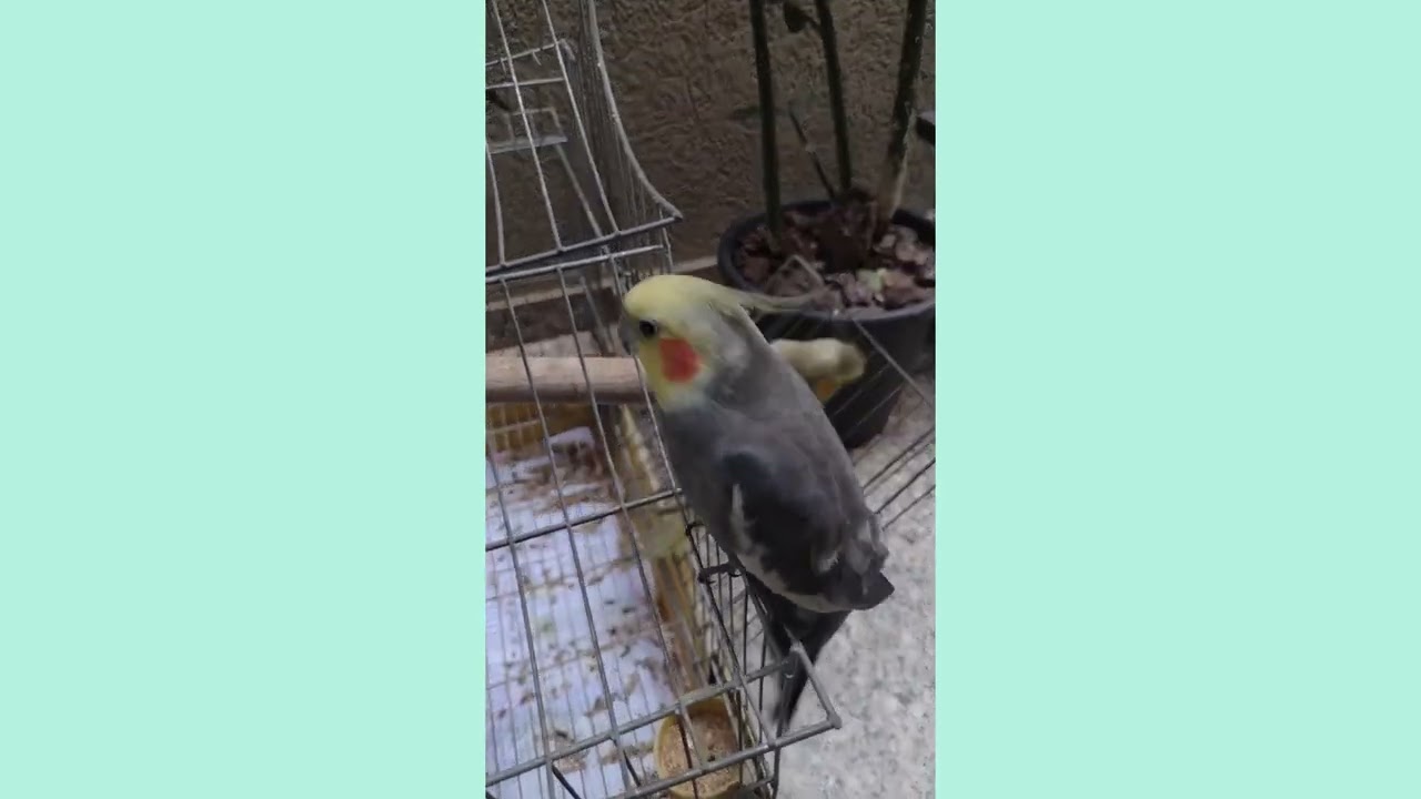 CALOPSITA TUQUINHA, MUITO FOFO!