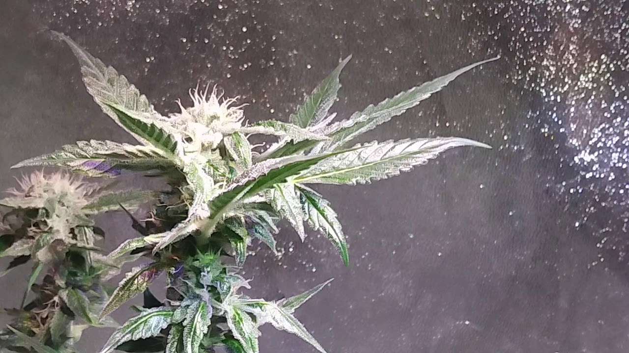 First indoor autoflower grow. Fast buds GSC and Zkittles week 12, Barney's Farm Glue Gelato and LSD