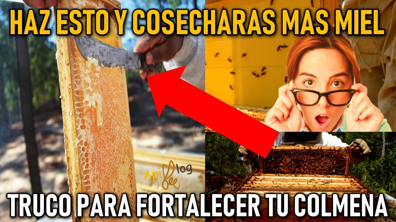 PREPARAR COLMENA PARA LA COSECHA O FLORACIÓN | RESULTADOS INCREÍBLES | Apicultura 2019