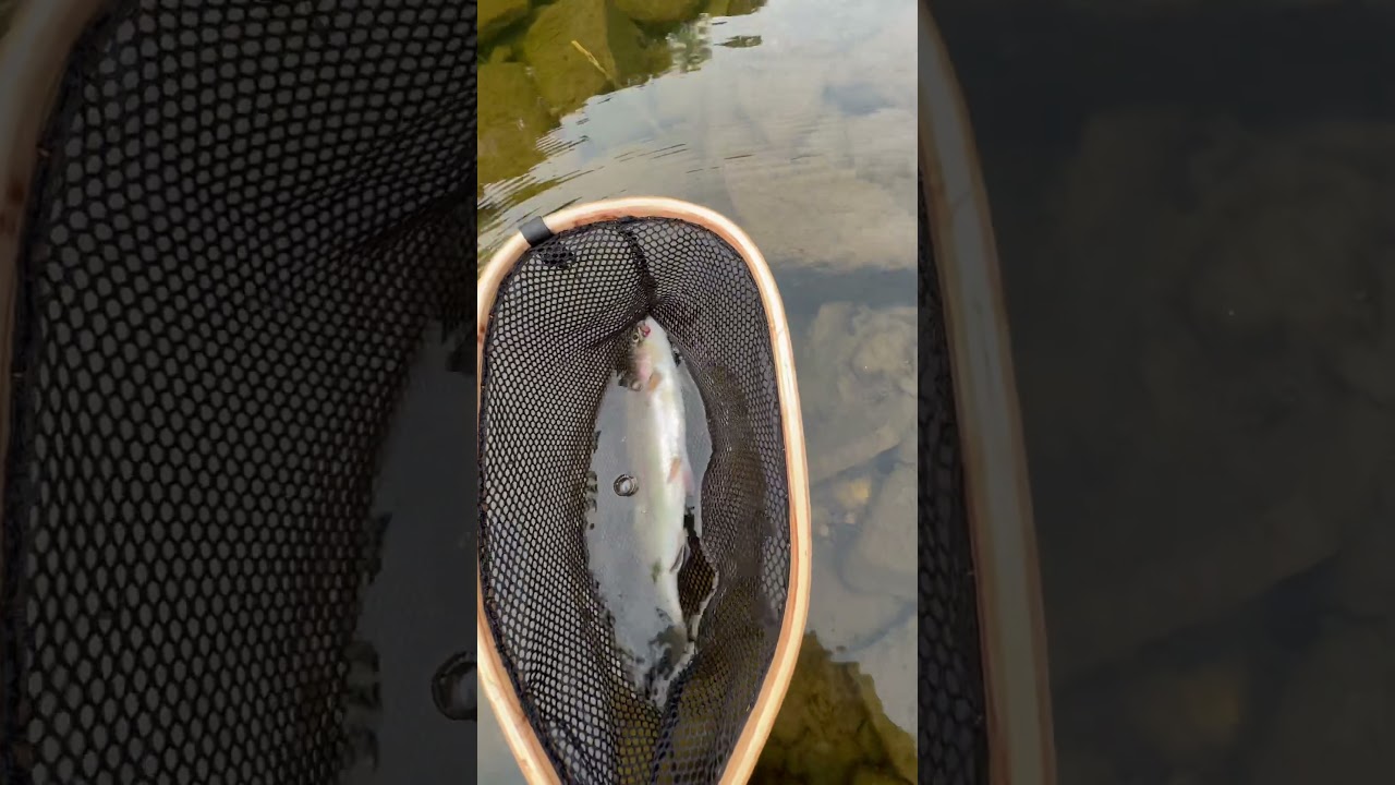 #fishing #new #baby #fish #sports #nature #troutfishing #trout #flyfishing