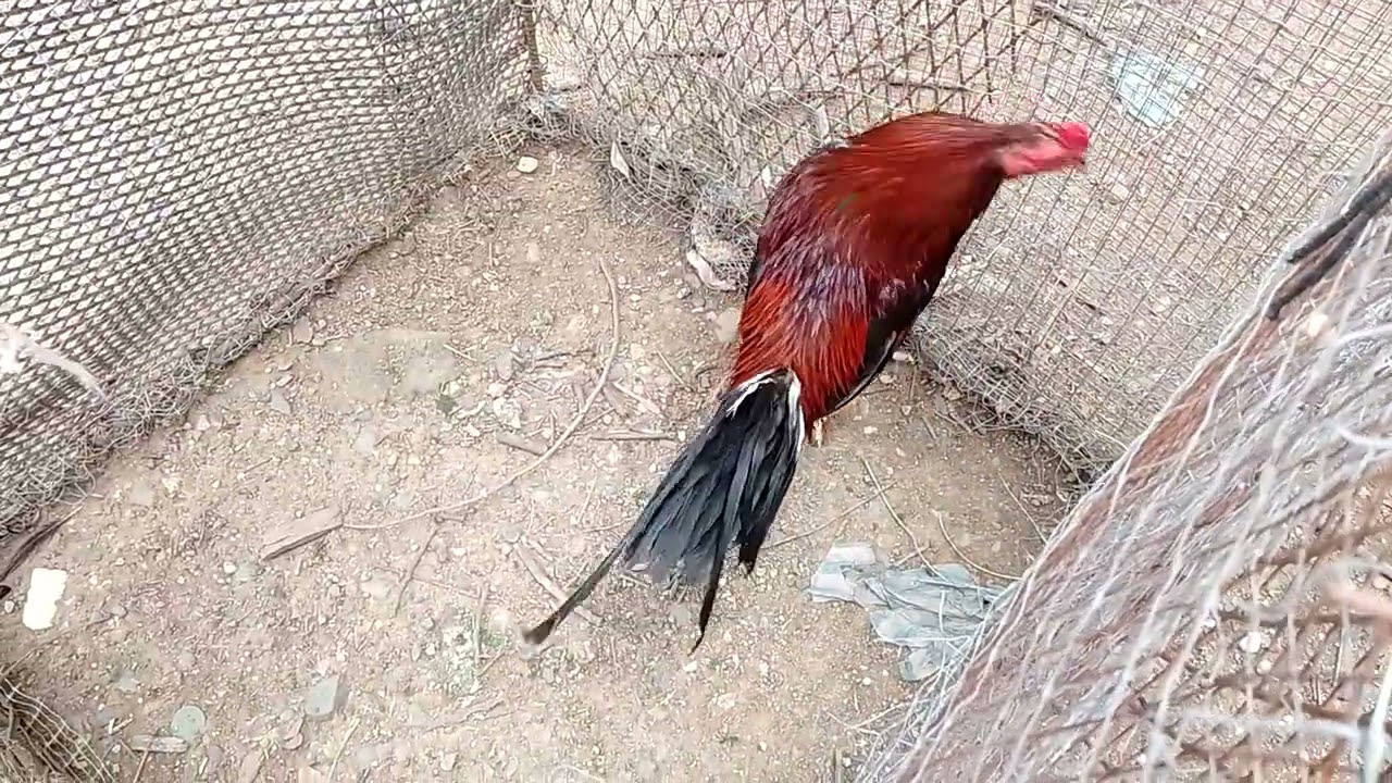Gallinas y gallos de calidad