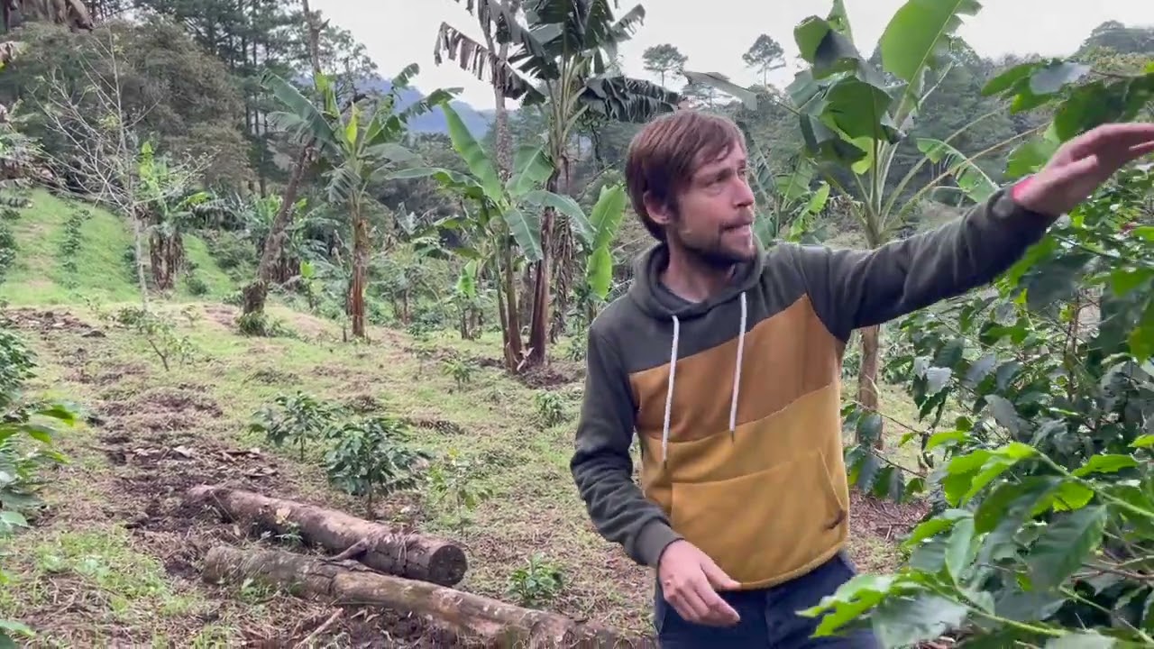 Rinnovo di una piantagione di caff&egrave; e ombra