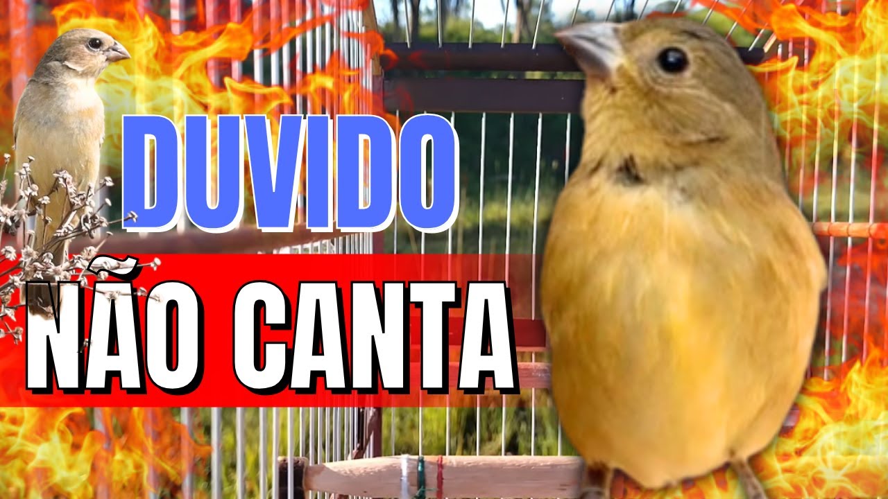 FÊMEA DE COLEIRO FOGOSA PIANDO E CHAMANDO MUITO QUENTE - ESQUENTE SEU COLEIRO FRIO