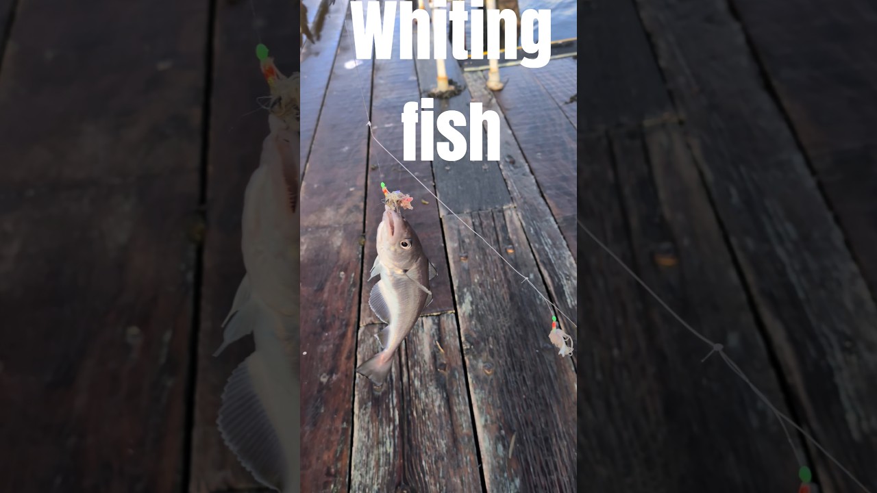 winter whiting fish