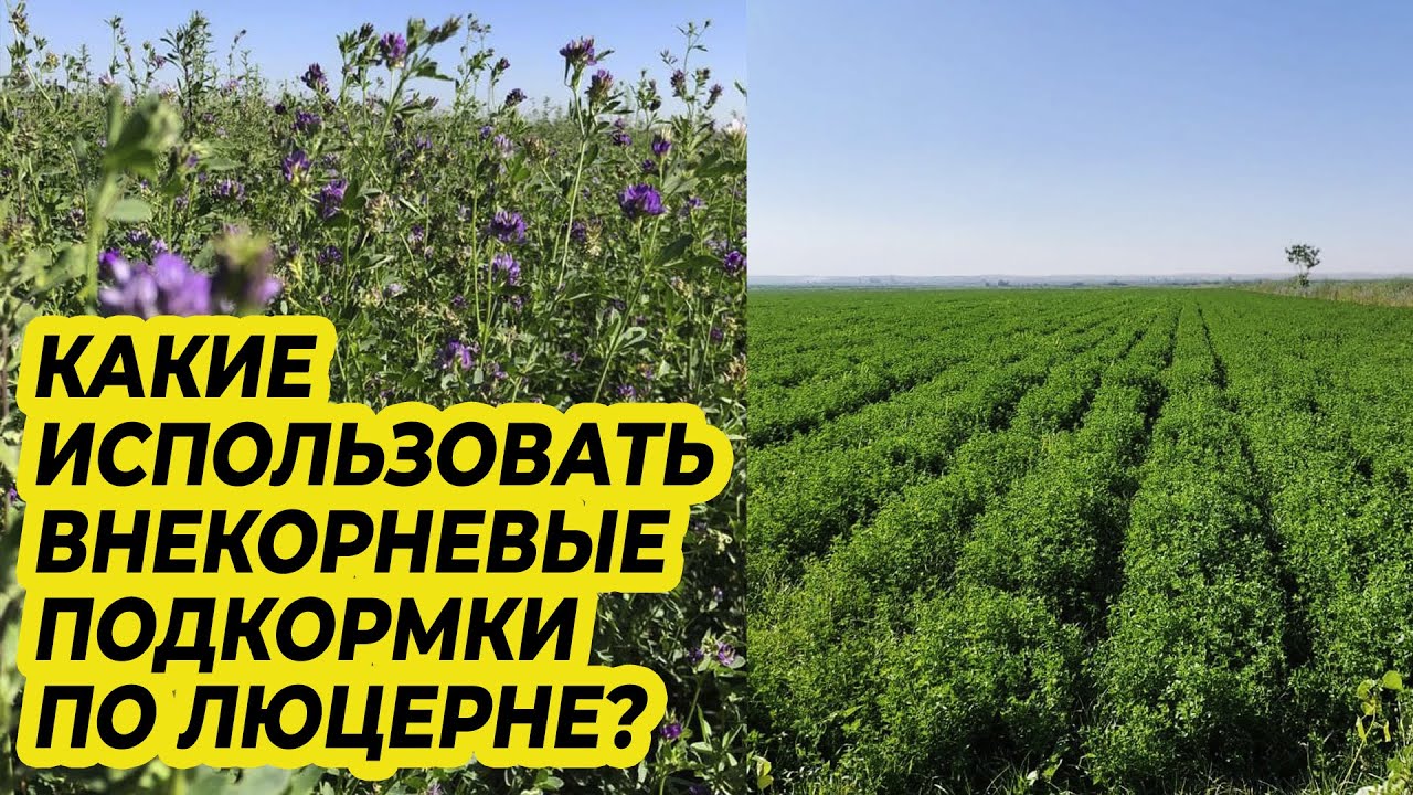 Какие использовать внекорневые подкормки по люцерне?