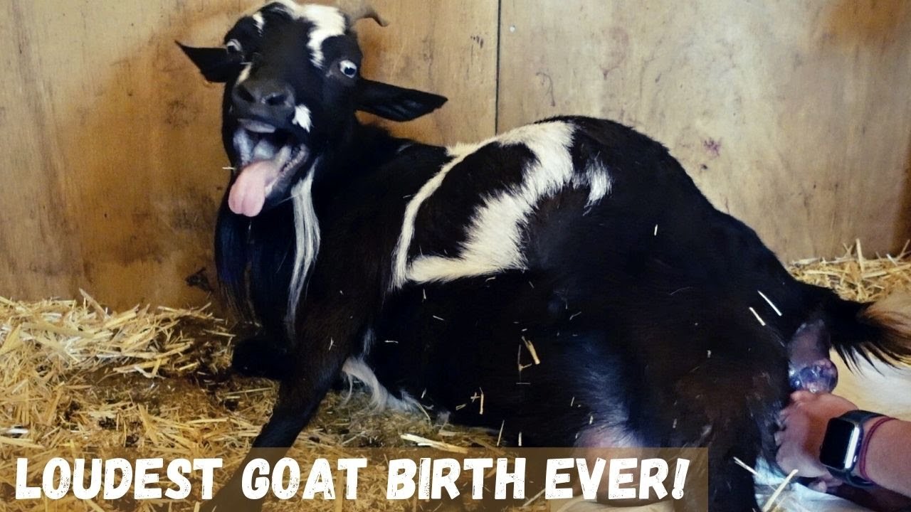 LOUDEST GOAT BIRTH SO FAR! LUNCH BREAK GOAT DELIVERY! CUTEST GOAT BABIES EVER!