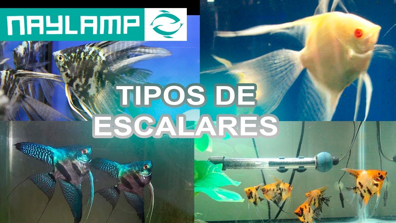 tipos  de Pez &aacute;ngel o Escalares / Informaci&oacute;n y cuidados