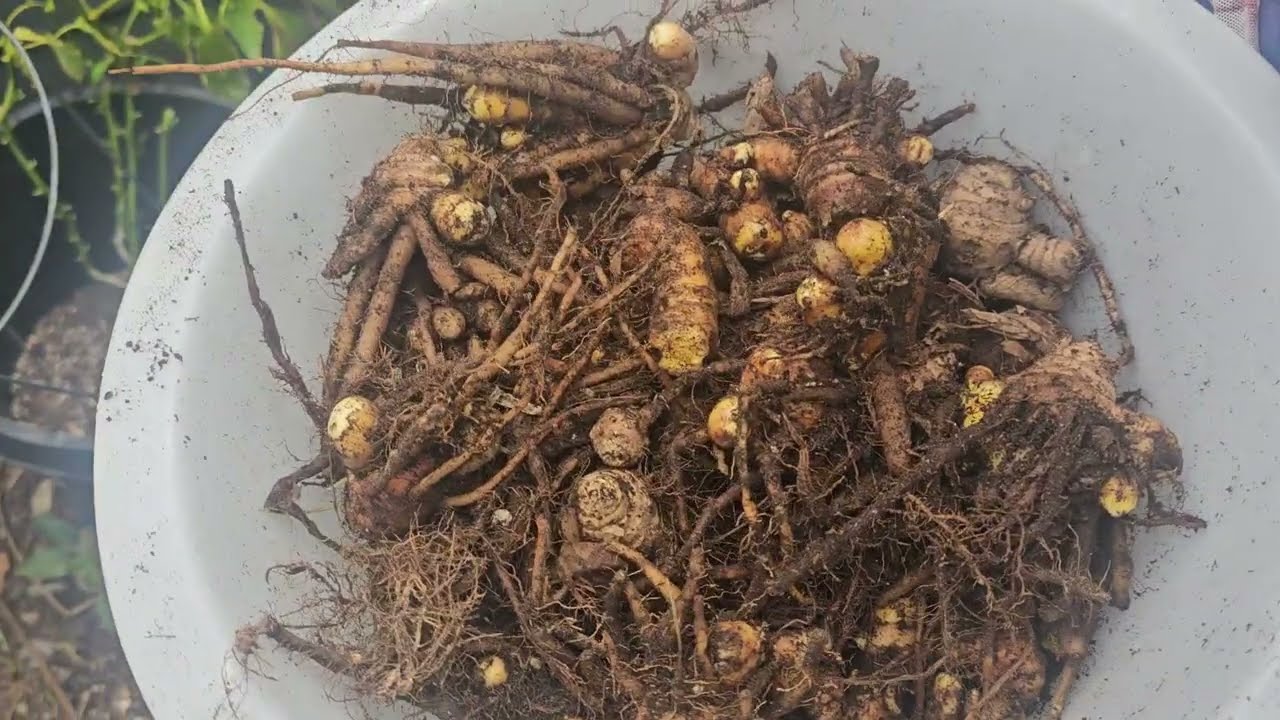 Harvesting My Third Year Tumeric | What Happens When You Harvest Very Late