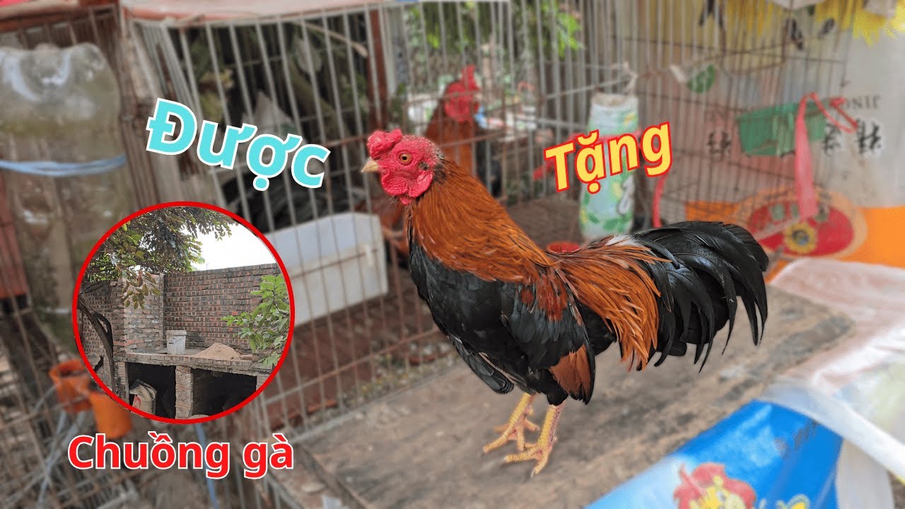 Bất Ngờ Được Tặng Một Chú Gà Bắc Tít Và Dự Án Xây Chuồng Gà | Hùng Thổ