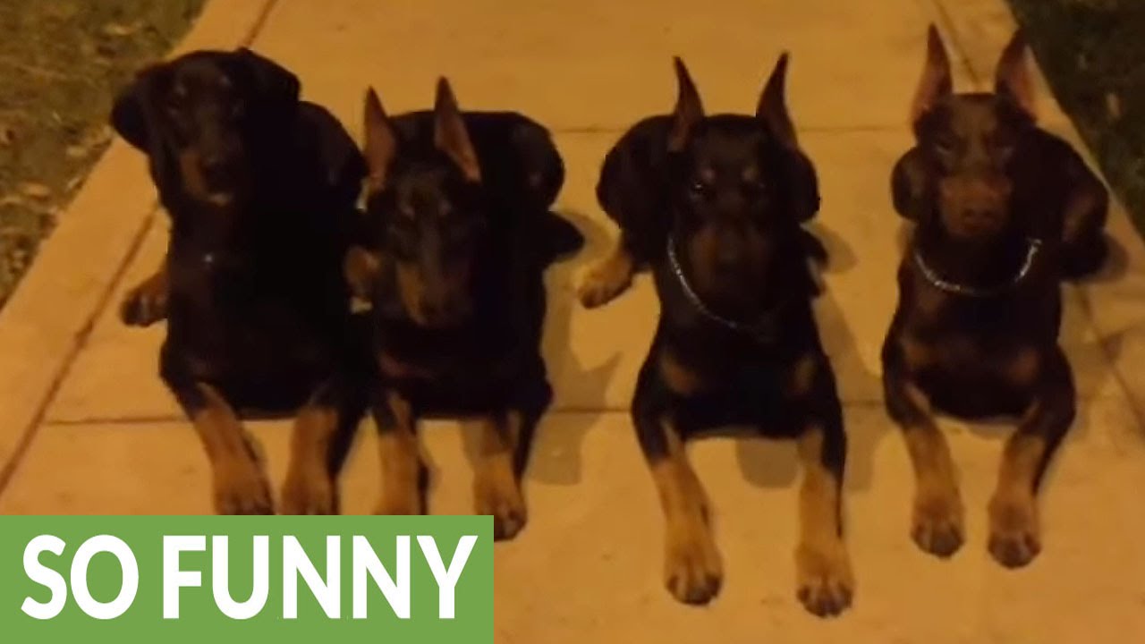 Unbelievably obedient Dobermans demonstrate vast array of skills