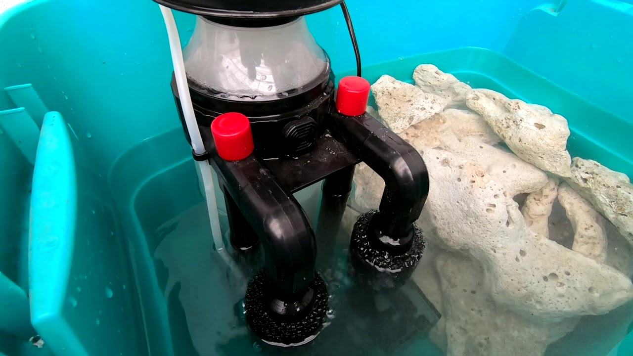 Reseteando y curando roca para el acuario de Aaron||||||😜👍🗿