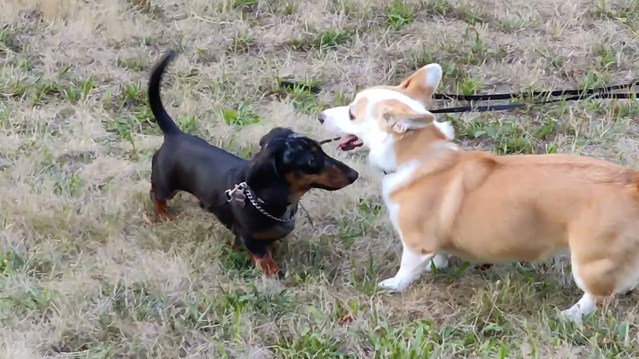 Happy Corgi playing with mini dachshund