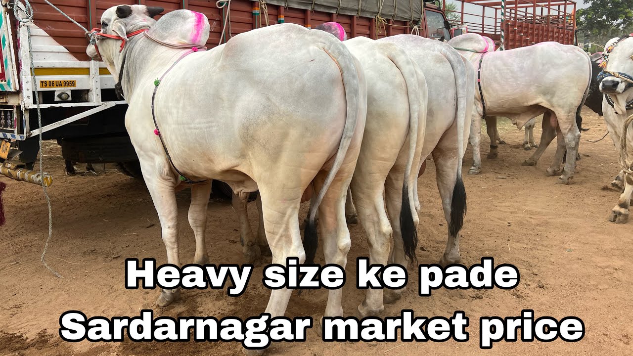 Sardarnagar market Biggest bull Market || Tuesday ||