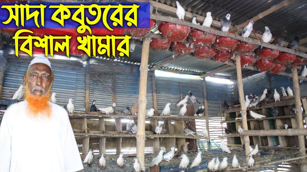 #148 দেশি সাদা কবুতরের বিশাল খামার কবুতর প্রেমীদের স্বপ্ন সত্যি হবে এবার kobutor palon in bd