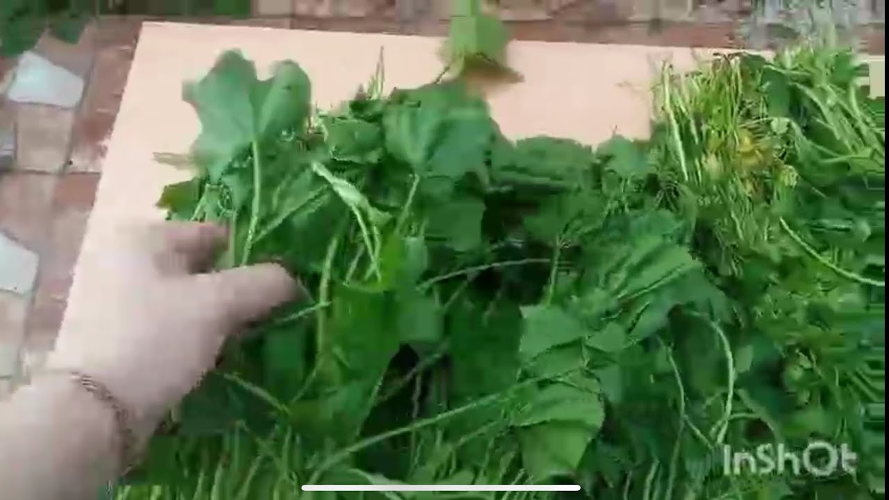 أجيو دوزو معايا نهار جديد فالعروبية 🇲🇦🌿✨