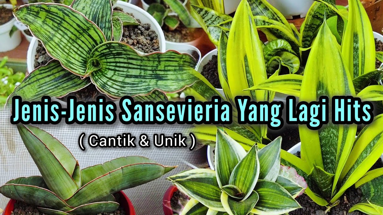 JENIS-JENIS TANAMAN HIAS SANSEVIERIA YANG LAGI HITS SAAT INI