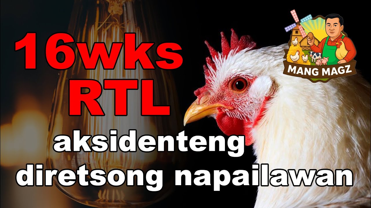 16WEEKS RTL AKSIDENTENG DIRETSONG NAPAILAWAN
