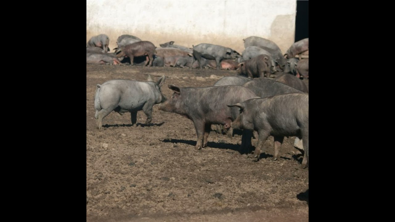 Cotizaciones a 1 de septiembre de la mesa de porcino ibérico de Sevilla