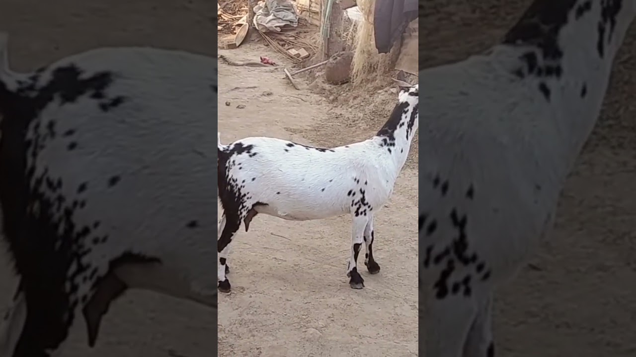 Farmer Life Assam