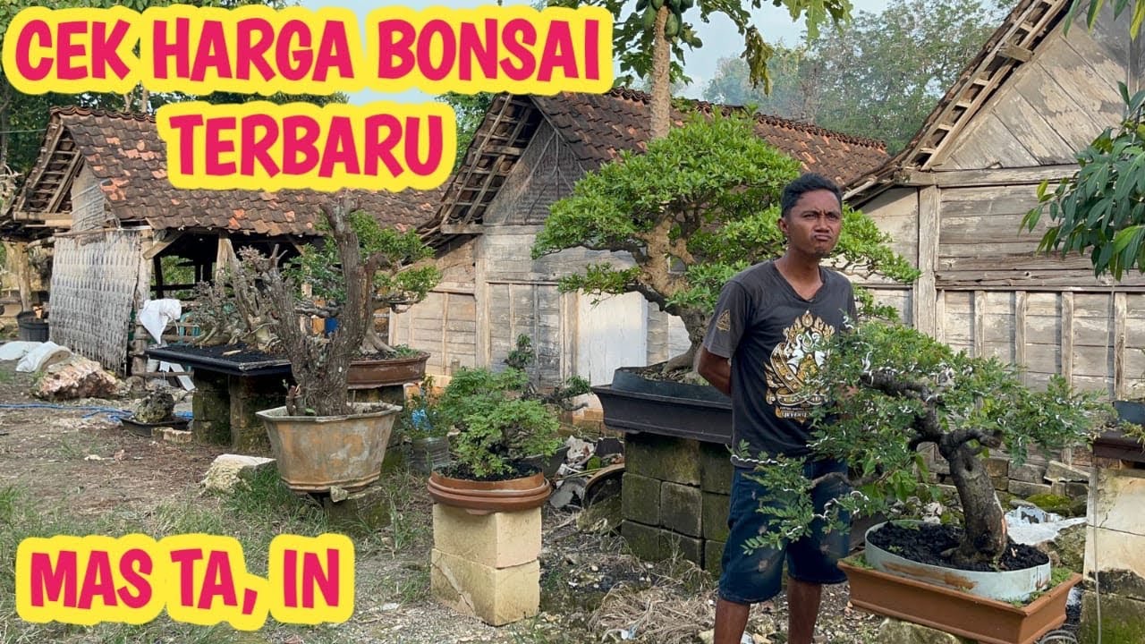 CEK HARGA BONSAI TERBARU, FULL STOK 📞 0812-4680-9923 @JeckpaeyBonsai91 