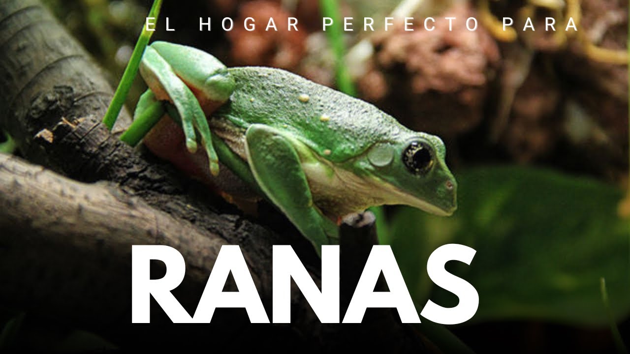 TERRARIO  para RANAS ARBORICOLAS