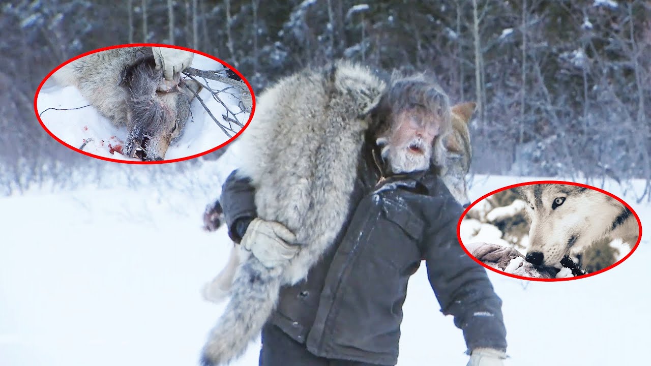 He Captured The Big Gray Wolf That Threatened His Safety And Sold It For $500.