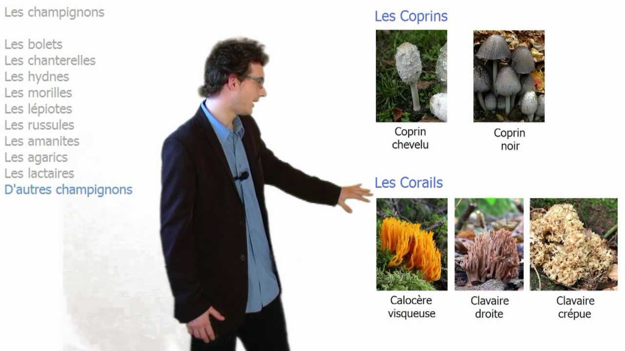 Les champignons