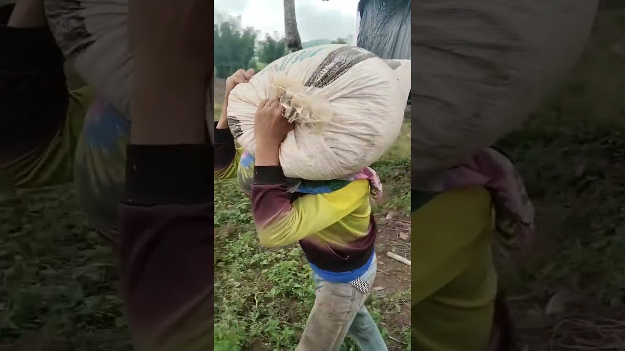 Bulad sa mais