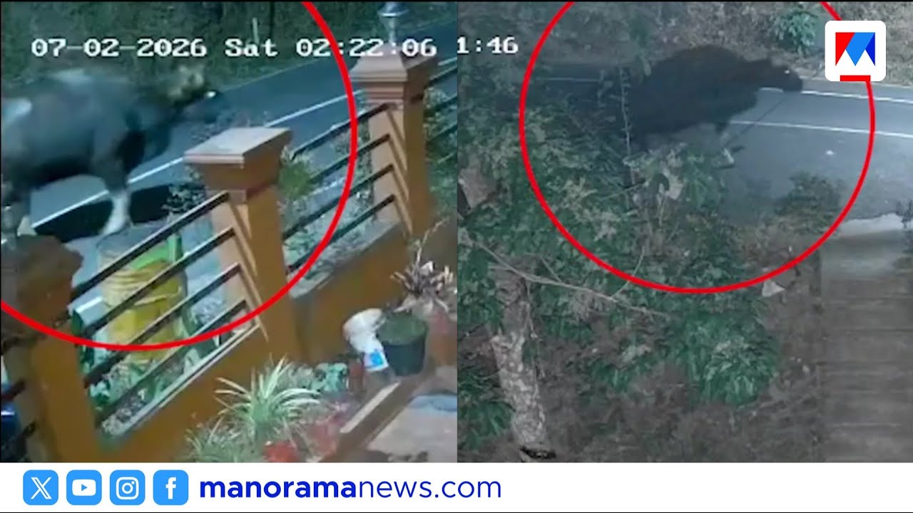 കാട്ടുപോത്തിനെ വിരട്ടിയോടിച്ച് തെരുവുനായ്ക്കൾ; തണ്ണിത്തോട്ടിലെ CCTV ദൃശ്യങ്ങൾ | Pathanamthitta| Gaur