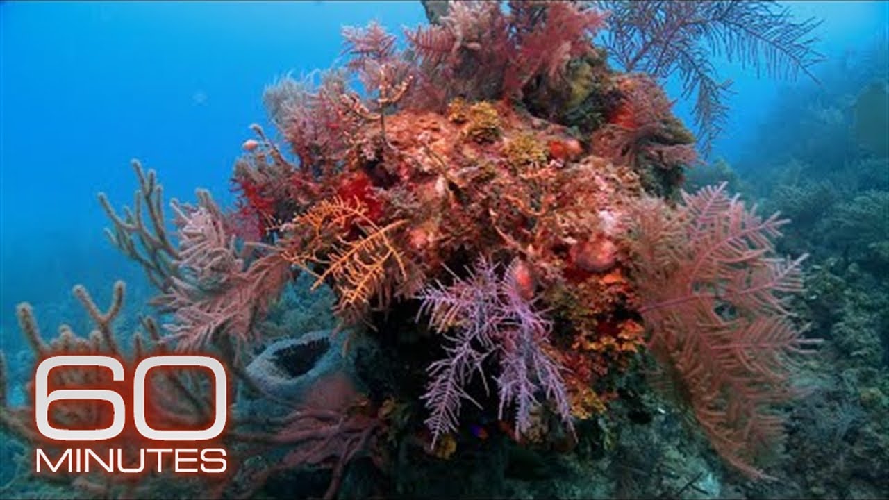 Exploring Cuba&rsquo;s vibrant coral reefs (2011) | 60 Minutes Archive