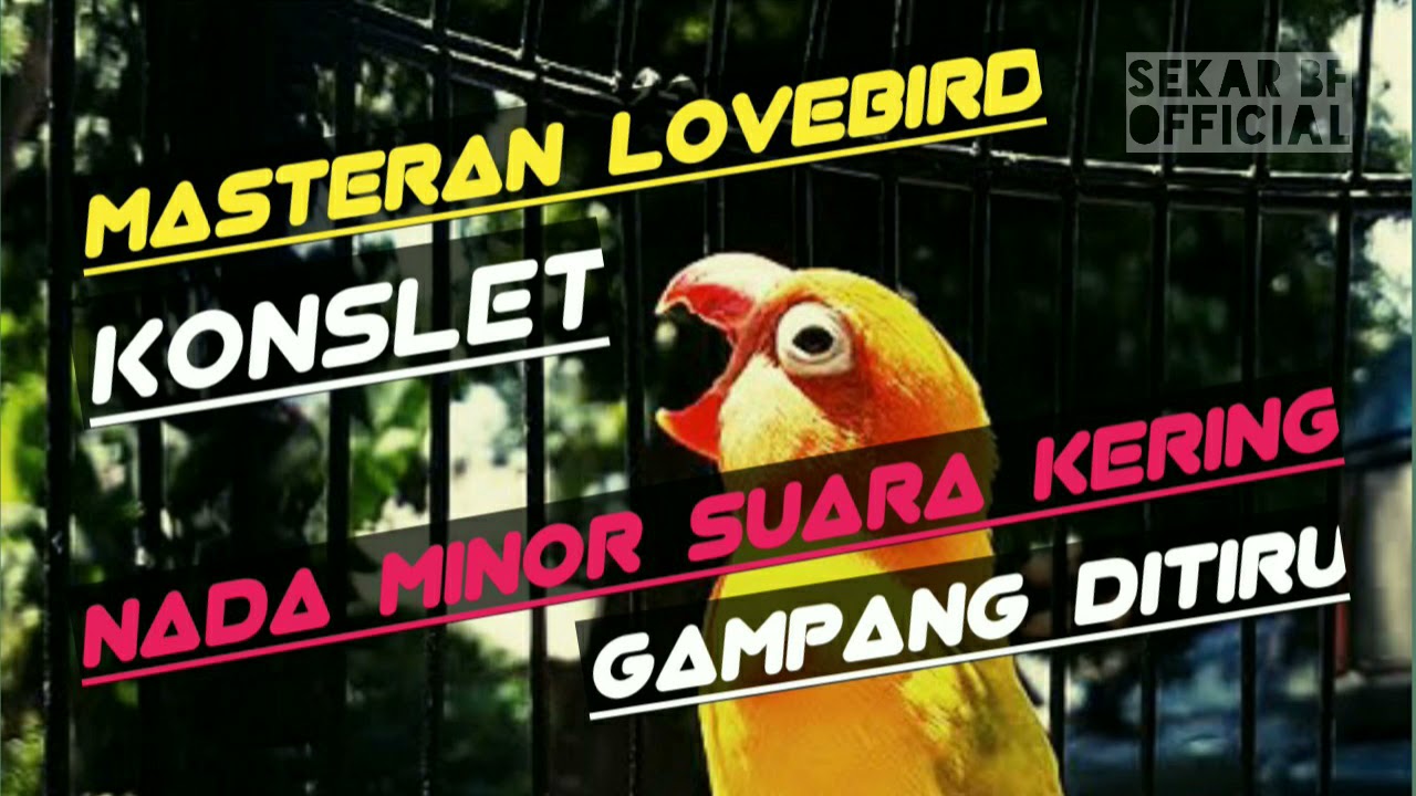 Masteran lovebird Konslet | Nada minor suara kering || Gampang di tiru.