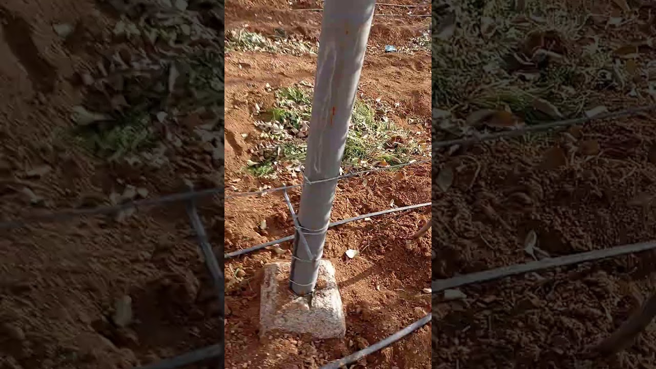 معاينة بساتين التفاح المكثف m9 rootstock التحضير السبات الشتوي المحمل خنشلة