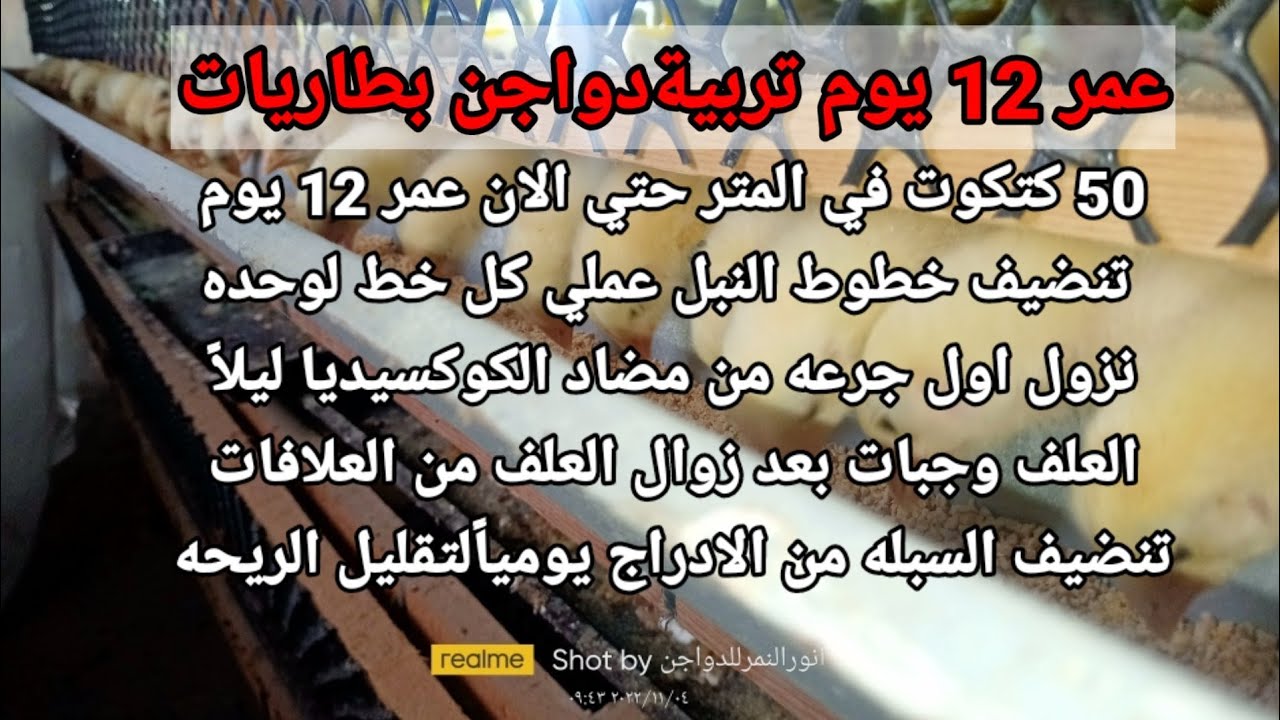 عمر 12 يوم تربية دواجن بطاريات
