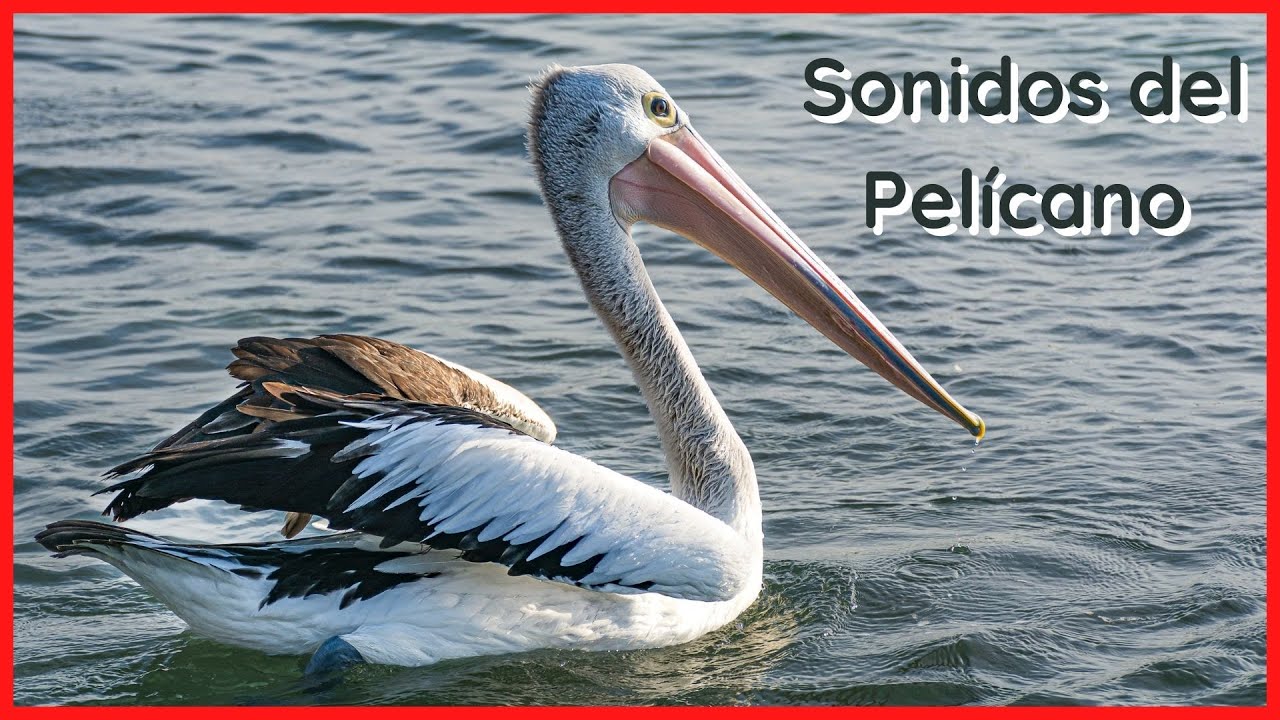 SONIDOS del PELÍCANO (30 Minutos) 🦢🎶🔊