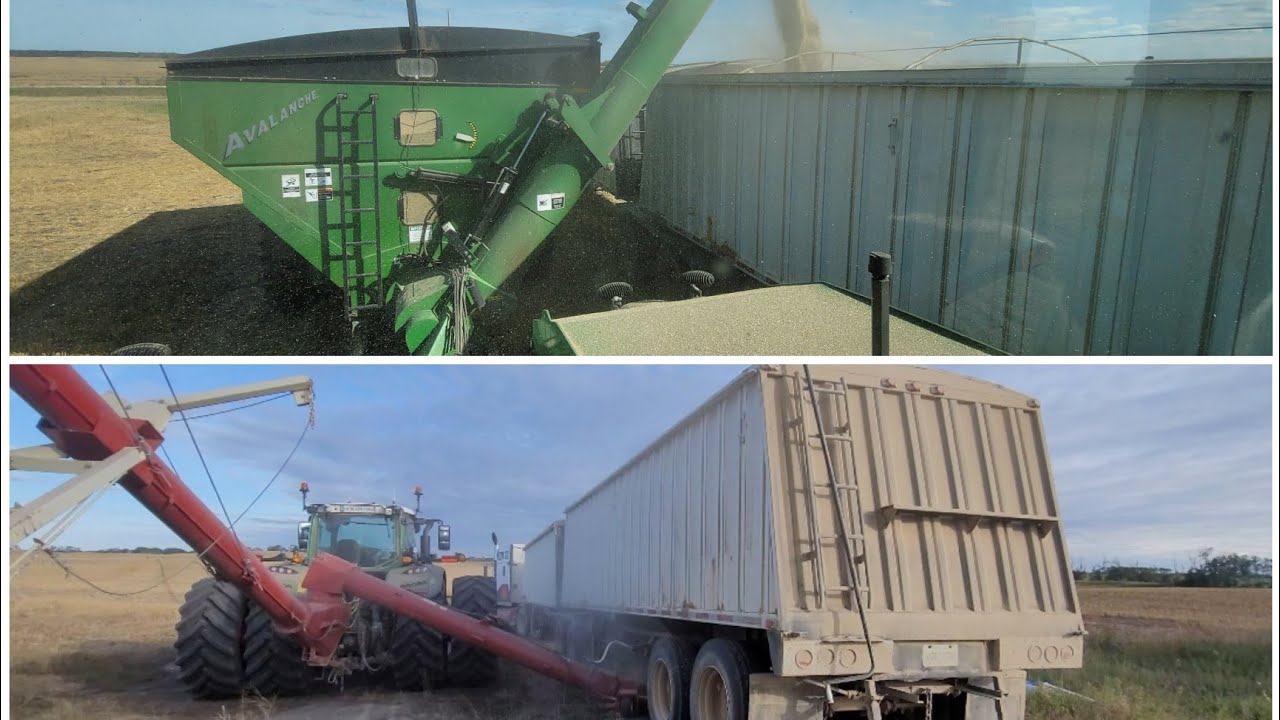 Mike's turn to grain cart & truck! 🤪