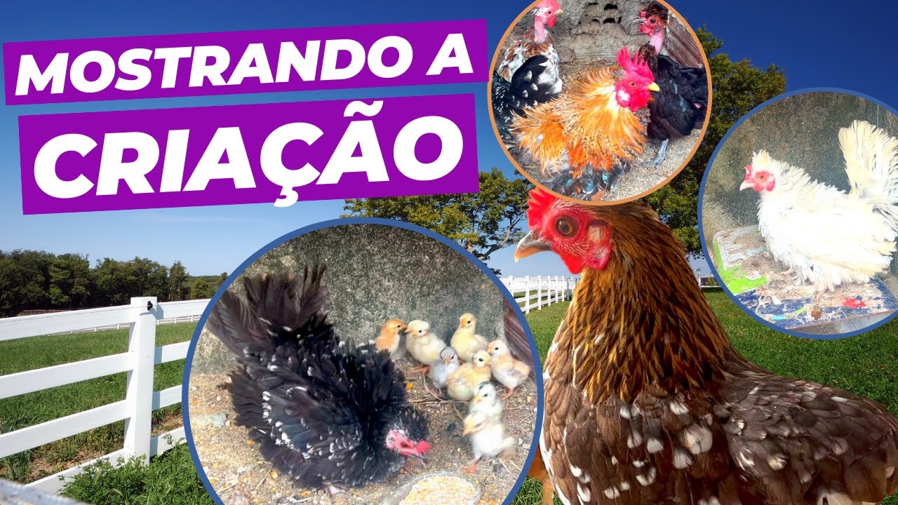 MOSTRANDO A CRIAÇÃO