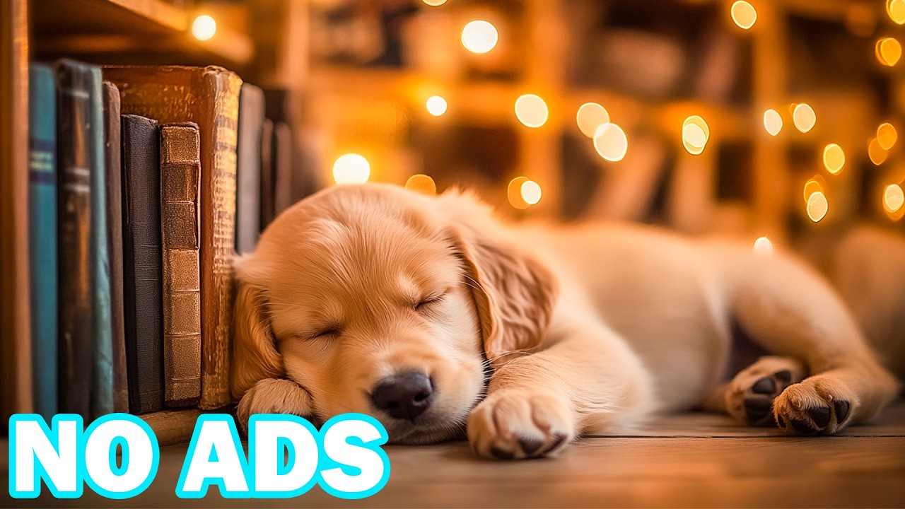 12 часов успокаивающей музыки для собак🐾Нежные фортепианные мелодии для собак🎶Расслабляющая, мирна