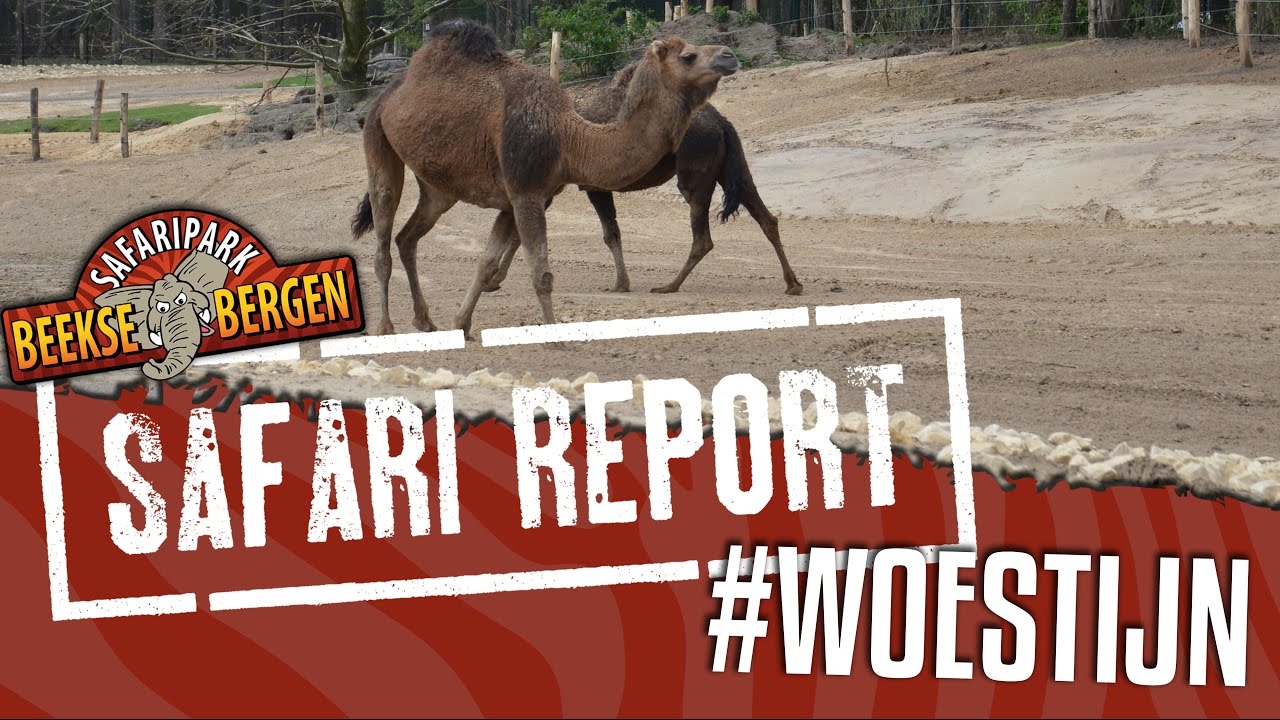 SAFARI REPORT | #59 WOESTIJN