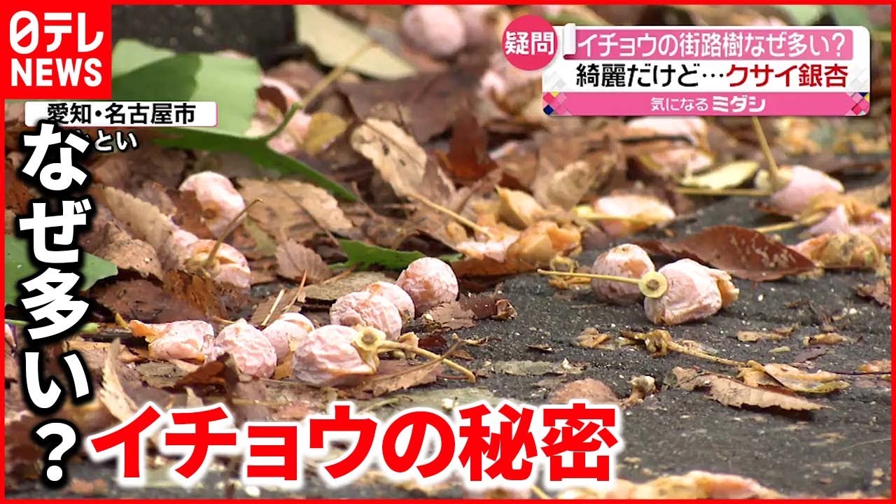 【疑問】イチョウ、なぜ街路樹に多い？ 異臭などの元にも…