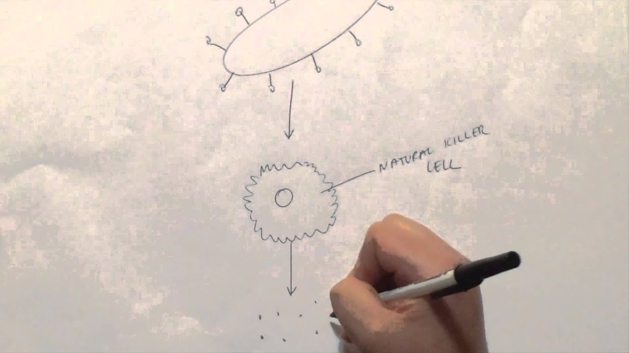 How does the Ebola vaccine work inside the body