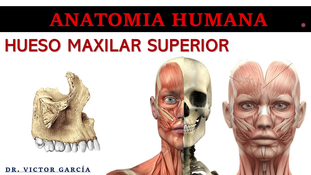 Hueso Maxilar - Anatomía Humana en Odontología