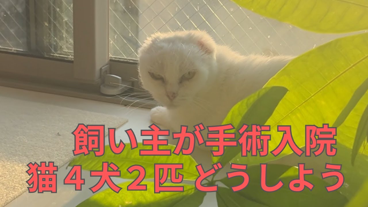 主が子宮全摘手術入院中のシロさんと犬猫たち、試練を乗り越え感動の再会は…