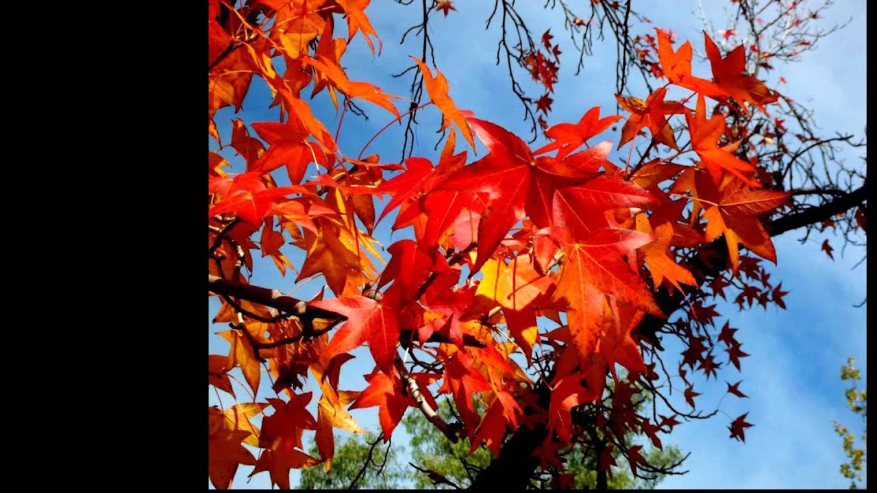Florea Constantin:Les Feuilles Mortes