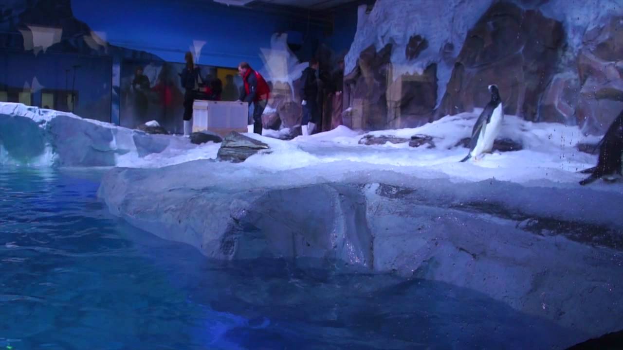 Pingviner i Legoland