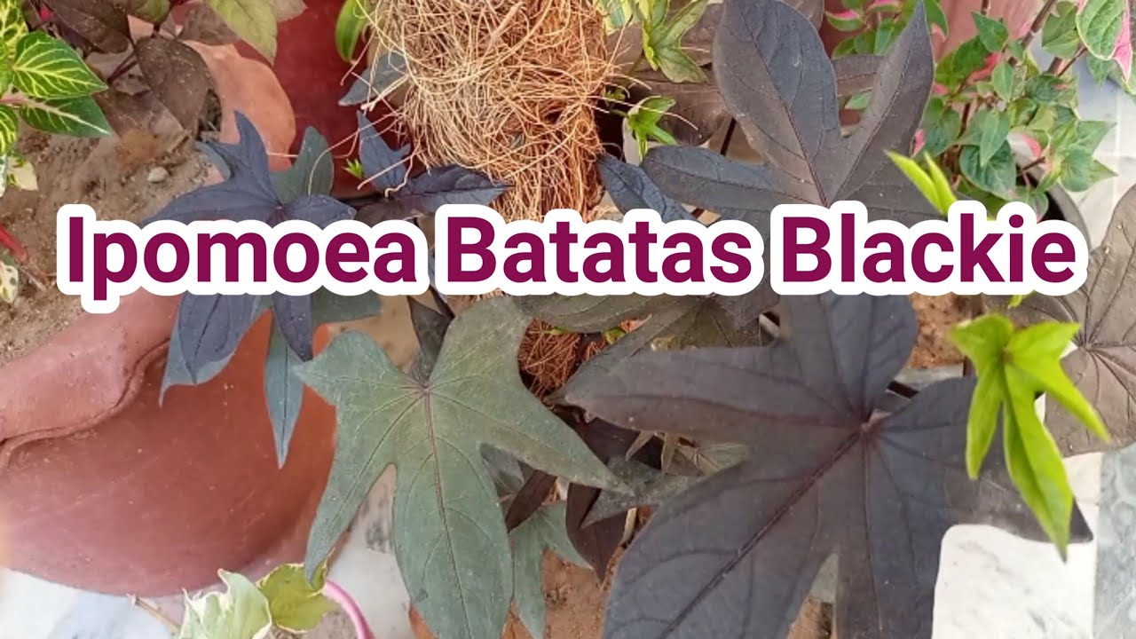How to grow Sweet Potato Vine / Ipomoea batatas blackie / beautiful ornamental plant
