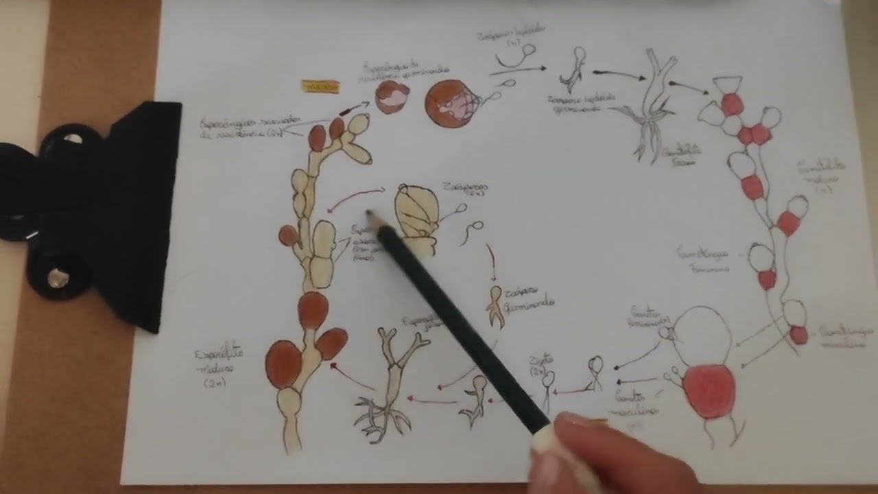 Ciclo de vida do fungo Allomyces arbuscula 🍄