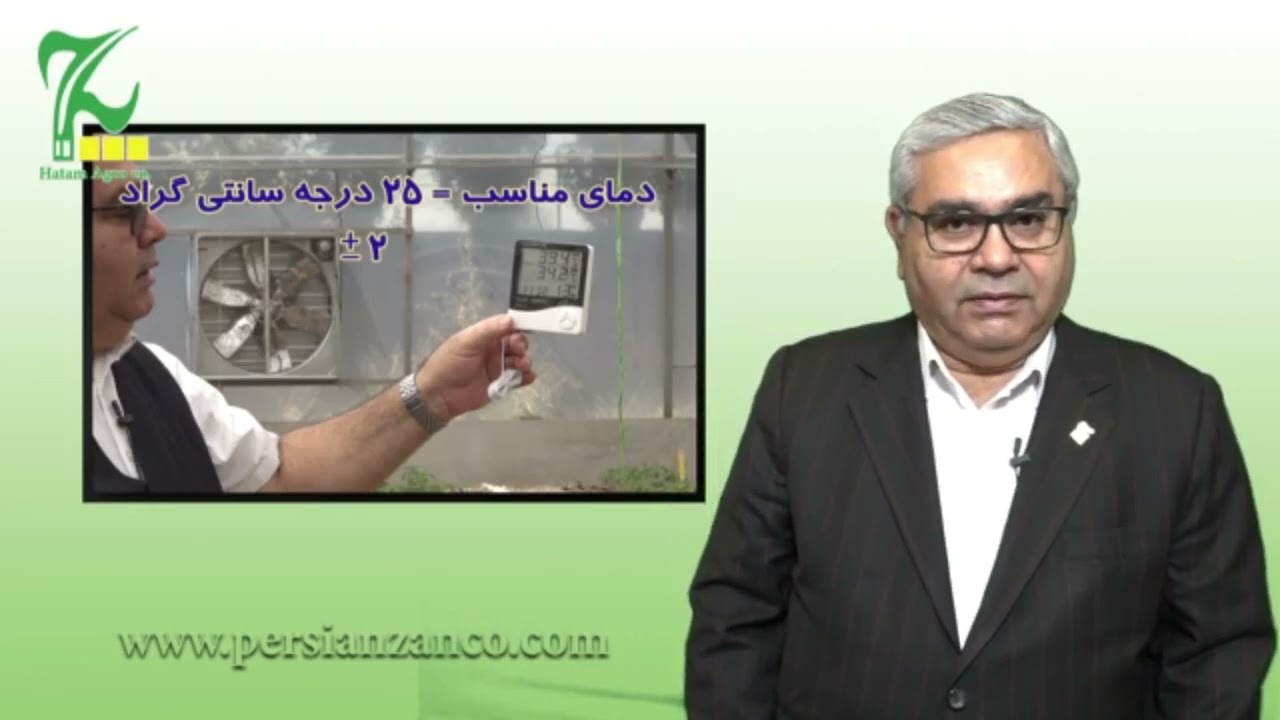 قسمت سیزدهم دوره کشت فلفل دلمه ای در گلخانه